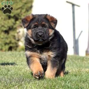 Hank, German Shepherd Puppy