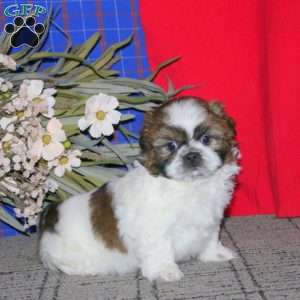 Hank, Shih Tzu Puppy