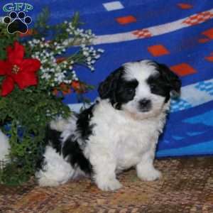 Hank, Teddy Bear Puppy