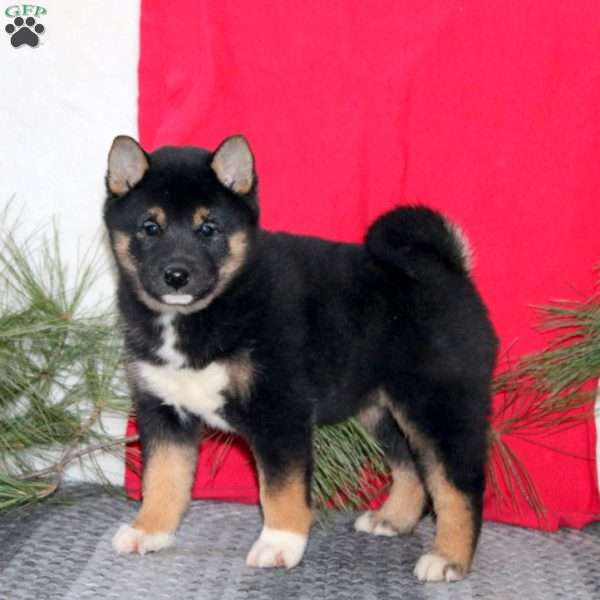 Hannah, Shiba Inu Puppy
