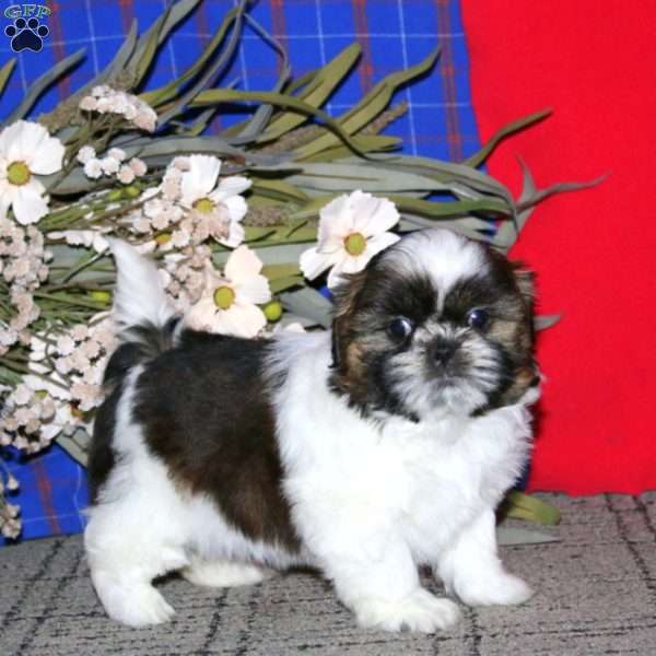Hannah, Shih Tzu Puppy