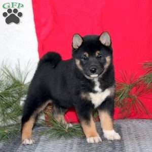 Hannah, Shiba Inu Puppy