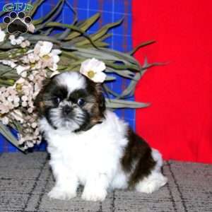 Hannah, Shih Tzu Puppy