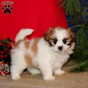 Hannah, Shih-Poo Puppy