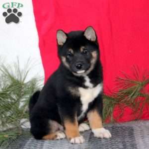 Hannah, Shiba Inu Puppy