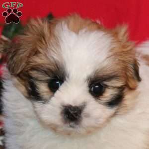 Hannah, Shih-Poo Puppy