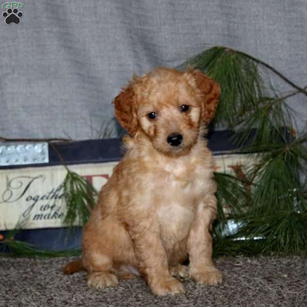 Happy, Goldendoodle Puppy
