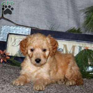Happy, Goldendoodle Puppy
