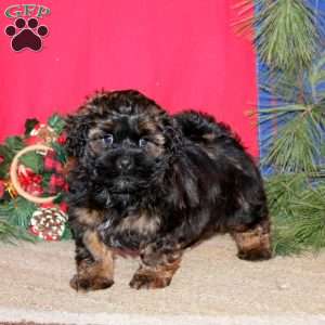 Happy, Shih-Poo Puppy