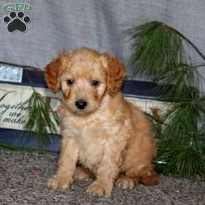 Happy, Goldendoodle Puppy