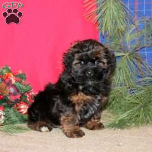 Happy, Shih-Poo Puppy