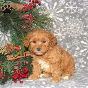 Hariet, Bich-Poo Puppy