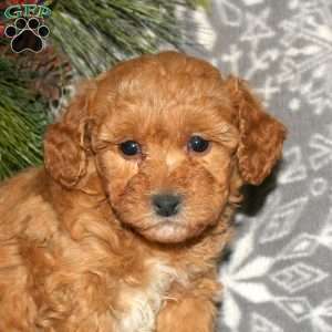 Hariet, Bich-Poo Puppy