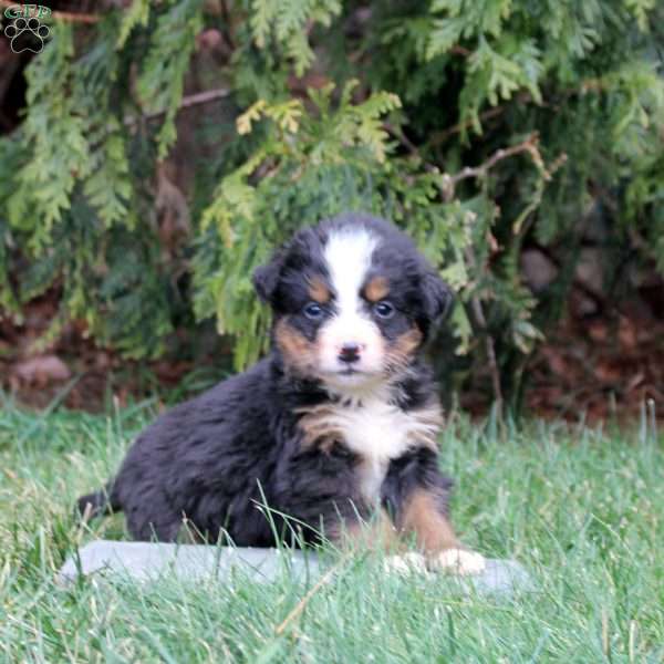 Harley, Bernese Mountain Dog Puppy