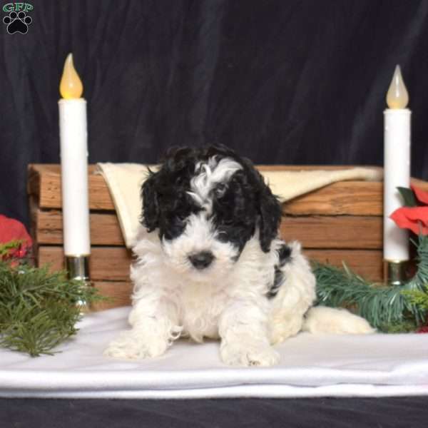 Harley, Bich-Poo Puppy