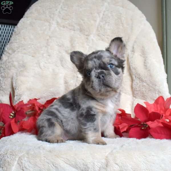 Harley, French Bulldog Puppy