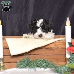 Harley, Bich-Poo Puppy