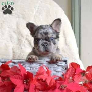 Harley, French Bulldog Puppy