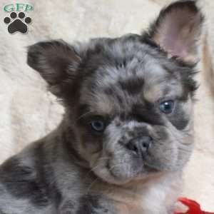 Harley, French Bulldog Puppy