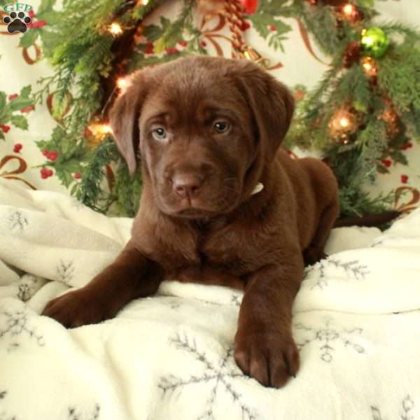 Harper, Chocolate Labrador Retriever Puppy