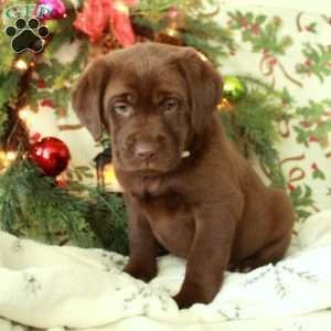 Harper, Chocolate Labrador Retriever Puppy