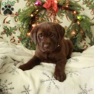 Harper, Chocolate Labrador Retriever Puppy