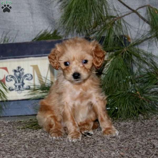 Harper, Goldendoodle Puppy