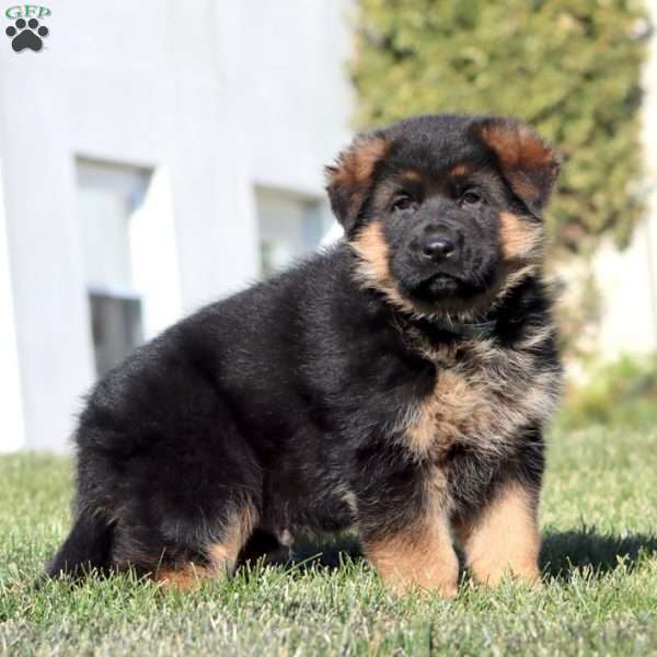 Harper, German Shepherd Puppy