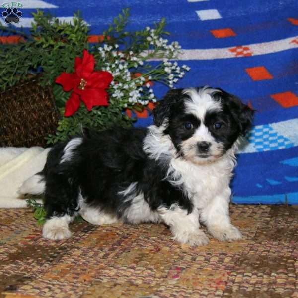 Harper, Teddy Bear Puppy