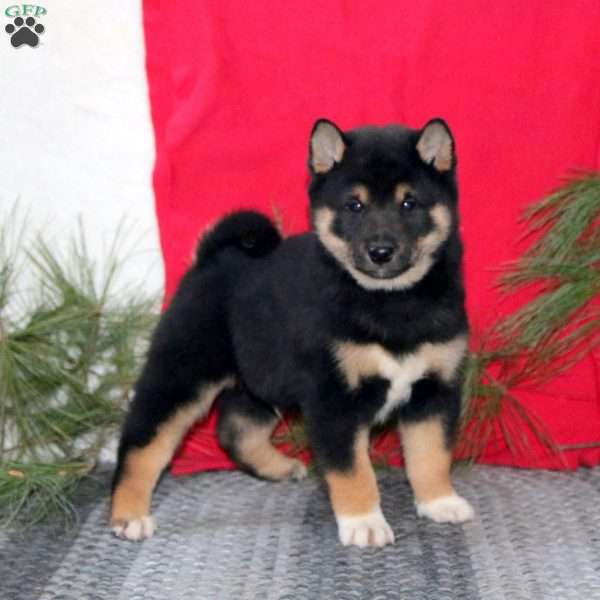 Harper, Shiba Inu Puppy