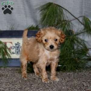 Harper, Goldendoodle Puppy