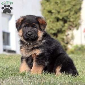 Harper, German Shepherd Puppy