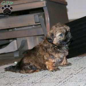 Harper, Shih Tzu Puppy