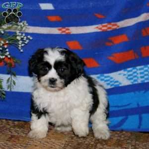 Harper, Teddy Bear Puppy