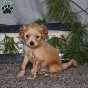 Harper, Goldendoodle Puppy