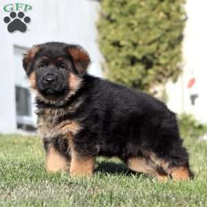 Harper, German Shepherd Puppy