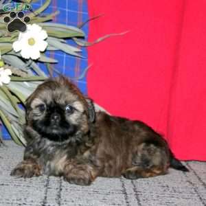 Harper, Shih Tzu Puppy