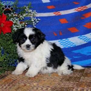 Harper, Teddy Bear Puppy