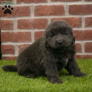 Harry, Newfoundland Puppy