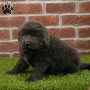 Harry, Newfoundland Puppy