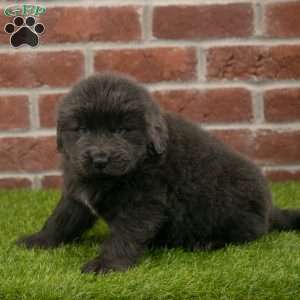 Harry, Newfoundland Puppy