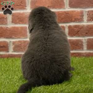 Harry, Newfoundland Puppy