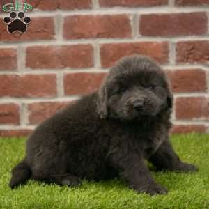 Harry, Newfoundland Puppy