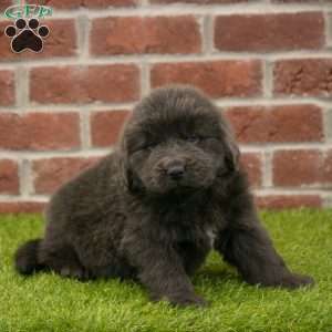 Harry, Newfoundland Puppy