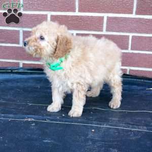 Harry, Miniature Poodle Puppy