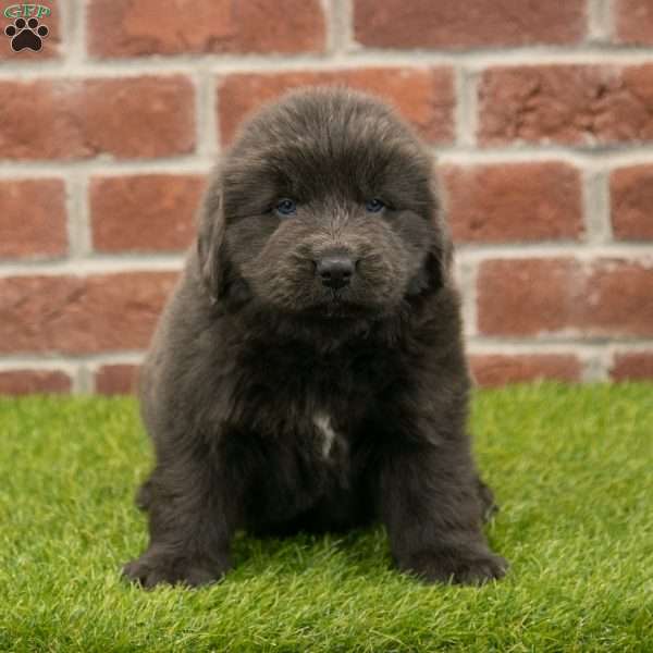 Harry, Newfoundland Puppy