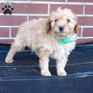 Harry, Miniature Poodle Puppy
