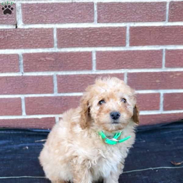 Harry, Miniature Poodle Puppy