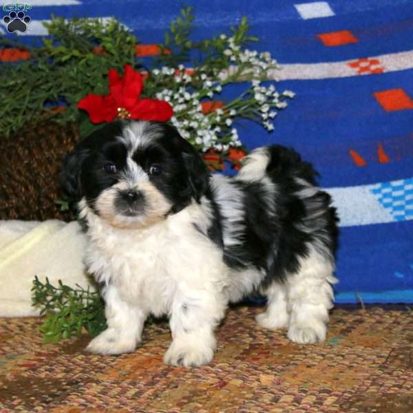 Harvey, Teddy Bear Puppy