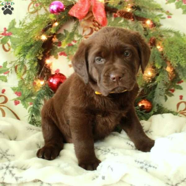 Hattie, Chocolate Labrador Retriever Puppy
